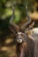 The nyala Tragelaphus angasii, also called inyala, adult male portrait.Member of a resident herd of nyala from Sabi sand