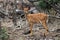 The nyala Tragelaphus angasii, also called inyala, baby antelope in thick bush