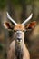 The nyala Tragelaphus angasii, also called inyala, portrait of a young male