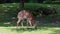 The nyala, Tragelaphus angasii is a spiral-horned antelope native to Southern Africa.