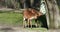 The nyala, Tragelaphus angasii is a spiral-horned antelope native to Southern Africa.