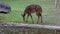 The nyala, Tragelaphus angasii is a spiral-horned antelope native to Southern Africa.