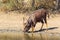 Nyala at waterhole