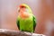 Nyasa lovebird or lilians lovebird, exotic parrot bird, perched on a tree branch.