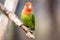 Nyasa lovebird or lilians lovebird, exotic parrot bird, perched on a tree branch.