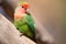 Nyasa lovebird or lilians lovebird, exotic parrot bird, perched on a tree branch.