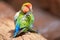 Nyasa lovebird or lilians lovebird, exotic parrot bird, perched on a tree branch.