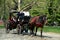 NYC: Horse Carriage in Central Park