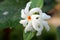 Nyctanthes arbor tristis night flowering jasmine, parijat, Gangaseuli, Jharaa sephali, Siuli flower blooming in nature with bea