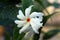 Nyctanthes arbor tristis night flowering jasmine, parijat, Gangaseuli, Jharaa sephali, Siuli flower blooming in nature with bea