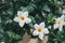 Nyctanthes arbor-tristis, the night-flowering jasmine white flowers