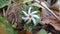 Nyctanthes arbor-tristis or parijat on ground