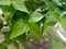 Nyctanthes arbor-tristis or parijat or har shringaar medicinal plant leaves