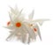 Nyctanthes arbor-tristis or Sheuli flower