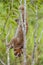 Nycticebus borneoanus in trees