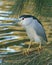 Nycticorax nycticorax