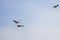 (Nycticorax nycticorax) in flight in the sky