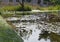 Nycticorax nycticorax or night heron near the pond