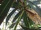 Nymph and adult elder bug in oleander plant