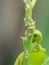 Nymph of Asian citrus psyllid injure on young lemon bud.