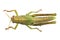 Nymph of Egyptian Locust species Anacridium aegyptium