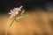 A nymph of european mantis Mantis religiosa on a grass in a natural habitat. A nymph of a mantis, female animal. Golden hour