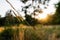 A nymph of european mantis Mantis religiosa on a grass in a natural habitat. A nymph of a mantis, male animal. Golden hour