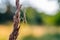 A nymph of european mantis Mantis religiosa on a grass in a natural habitat. A nymph of a mantis, male animal. Golden hour