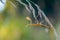 A nymph of european mantis Mantis religiosa on a grass in a natural habitat. A nymph of a mantis, male animal. Golden hour