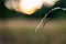 A nymph of european mantis Mantis religiosa on a grass in a natural habitat. A nymph of a mantis, male animal. Golden hour