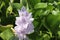 Nymph flower with a light purple.