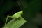 Nymph green katydid, Tettigonia species, satara  maharashtra