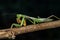 Nymph of Hierodula majuscula - green praying mantis