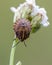 Nymph of Italian striped-bug on flower
