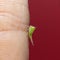 Nymph of a tri-horned treehopper on finger tip beautiful stock photo