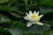 Nymphae white water lily