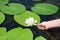 Nymphaea alba, also known as the European white water lily, white water rose or white nenuphar