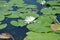 Nymphaea alba, also known as the European white water lily, white water rose or white nenuphar.