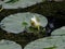 Nymphaea alba or European White Waterlily bud macro