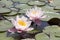 Nymphaea alba Hollandia, European white water lily blossoms and leaves on water level