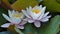 Nymphaea alba - Waterlily - Aquatic vegetation