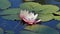 Nymphaea alba - Waterlily - Aquatic vegetation