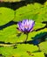 Nymphaea aquatic plant purple and yellow water lily