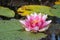 Nymphaea attraction / Water Lily