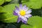 Nymphaea - beautiful water lily from Kew Gardens - Kew\'s stowaway blues