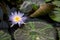 Nymphaea - beautiful water lily from Kew Gardens - Kew\'s stowaway blues