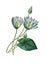 Nymphaea caerulea | Antique Flower Illustrations