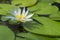 Nymphaea Caerulea - Blue Lotus of Egypt