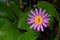 Nymphaea caerulea, blue lotus flower