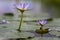 Nymphaea caerulea savigny water lily plant in bloom, beautiful flowering lotus flowers in garden pond